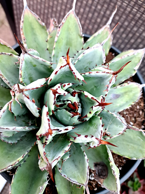 blue agave plant Agave Blue Flame (Agave 'Blue Flame') - 5 Gal