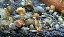 40   Aquarium Schnecken Mix Posthornschnecken...