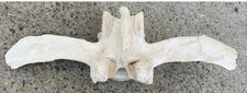 GENUINE COW BONE (Vertebrate). Taxidermy - Vintage - Educational - Art - Pagan.