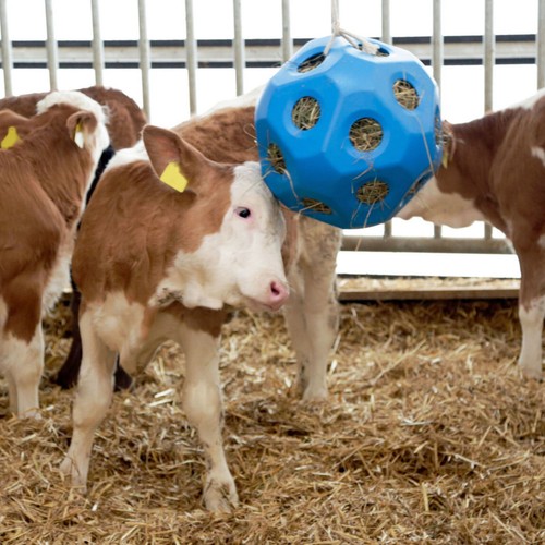 HeuBoy - Futterspielball für Pferde & Kälber, pink - Bild 6 von 9