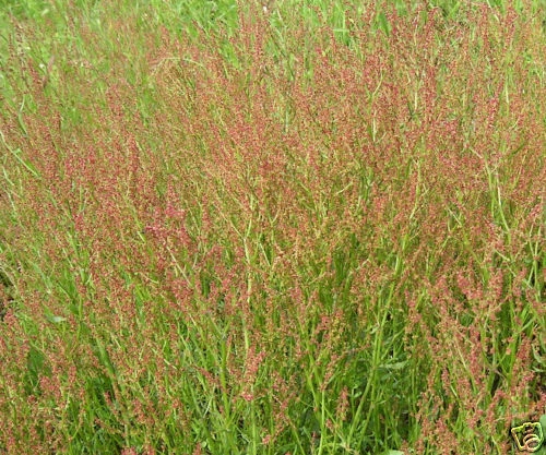 Rumex acetosella KLEINER SAUERAMPFER über 200 Samen Wildgemüse