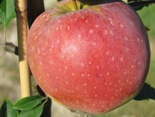 Florina Apfelbaum Winterapfel Lagerapfel süß - säuerlich Buschbaum C10