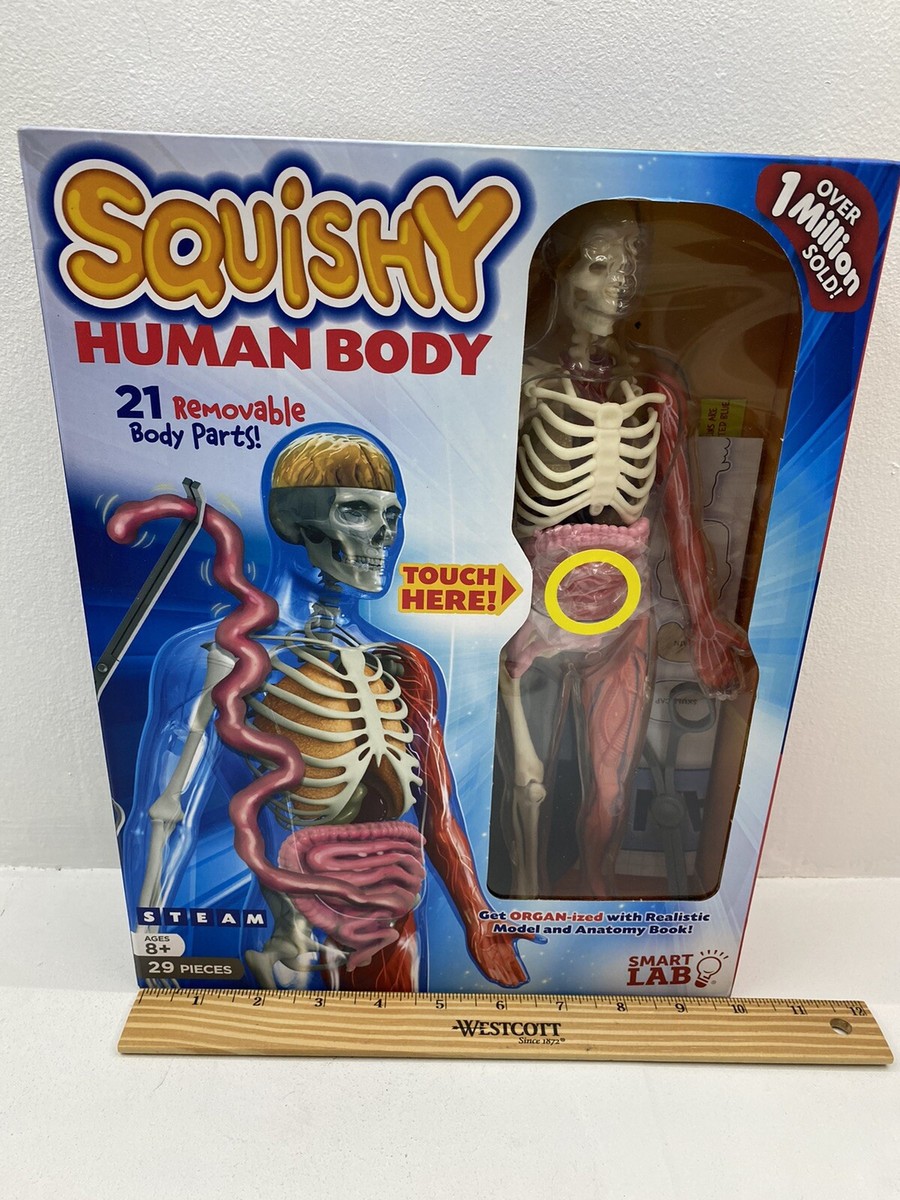 Smart Lab Squishy Human Body Educational Kids | eBay