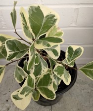 Ficus Triangularis Variegata