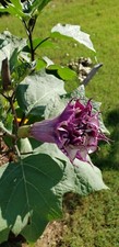 PURPLE ANGEL TRUMPET DATURA PURPLE MOON FLOWERS SEEDS AWESOME PLANT 2024 SEEDS