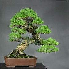 30 semillas bonsái japonés de pino negro Pinus thunbergii