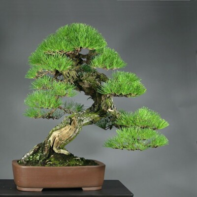 pom bonsai Olive tree Olea Europaea Pom Pon Plateau | 160cm