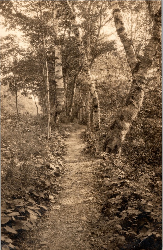Antique 1910s RPPC Bicycle Path Mountain Mt Desert Postcard Maine Birch Trees eBay