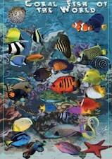 Ryby koralowe - dekoracyjny plakat A1 + plakat GRATIS + darmowa wysyłka!