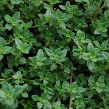 Thyme Common English 200 - 28K Seeds Culinary Herbs Hardy, tolerant, thrives