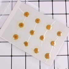 50PCS real Pressed dry daisy Flower, 15 colors dyed flower for art craft FCD05