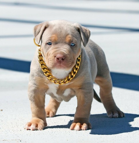 20mm Wide Gold Pinch Chain Elegant & Stylish Dog Collar Cuban Link Choke Design - Picture 2 of 90
