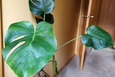 Monstera Green on Green Variegated, 4 leaves top cut, USA Seller, cut on order