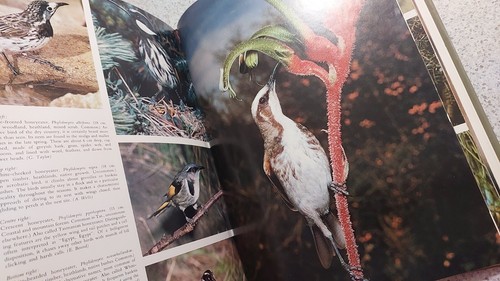 Every Australian Bird Illustrated Large Hardcover Bird Watching Guide 1975 Book - Picture 10 of 13