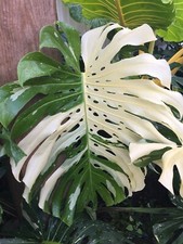 Variegated Monstera Thai Constellation Top Rooted For Sale Online Ebay