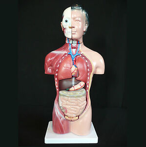 Human 42cm Female Torso Anatomical Model Skeleton Medical Anatomy Ebay