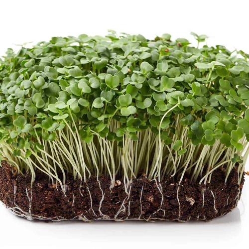 Arugula Sprouting Seeds Sprouting Rocket Roquette Rugula Untreated Microgreens