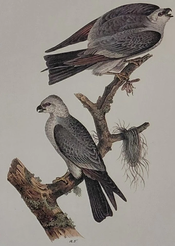 2 Audubon Octavo Birds 1ª Edición MS Kite Pl 117 y Swallow Hawk Pl 18 Impresión de Libro Foto 2 de 4