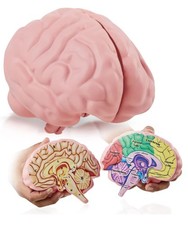 Cross Section Foam Brain Model, Great Educational Tool for Learning  Teaching H
