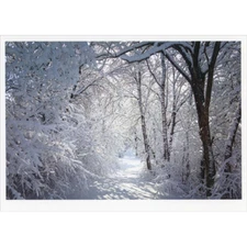 Palm Press Snow Covered Trees and Wintry Path Photo Box of 10 Christmas Cards