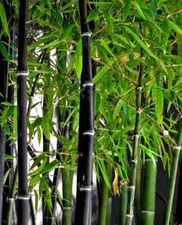 BLACK Bamboo Seeds - Phyllostachys nigra - Hardy Rare Privacy Screen 100-400