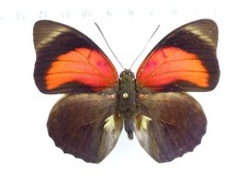 ENTOMOLOGY, BUTTERFLY: AGRIAS CLAUDINA CLAUDIANUS F. CASSANDRA MALE BRASIL RAR