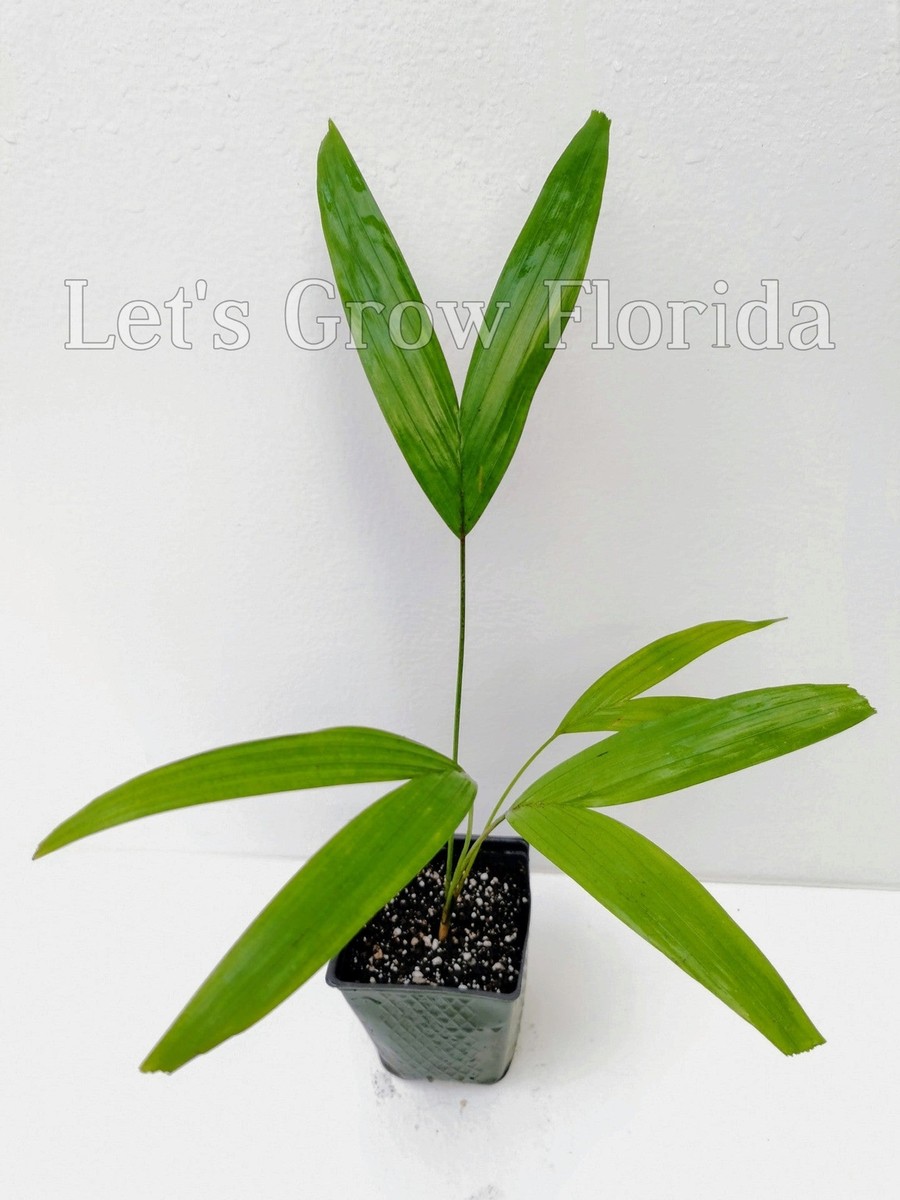 Ptychosperma salomonense Palm Tree Tropical | eBay