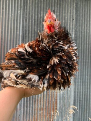 Bantam Frizzled cochin 4 + (2 free)hatching eggs NPIP chance blue black calico