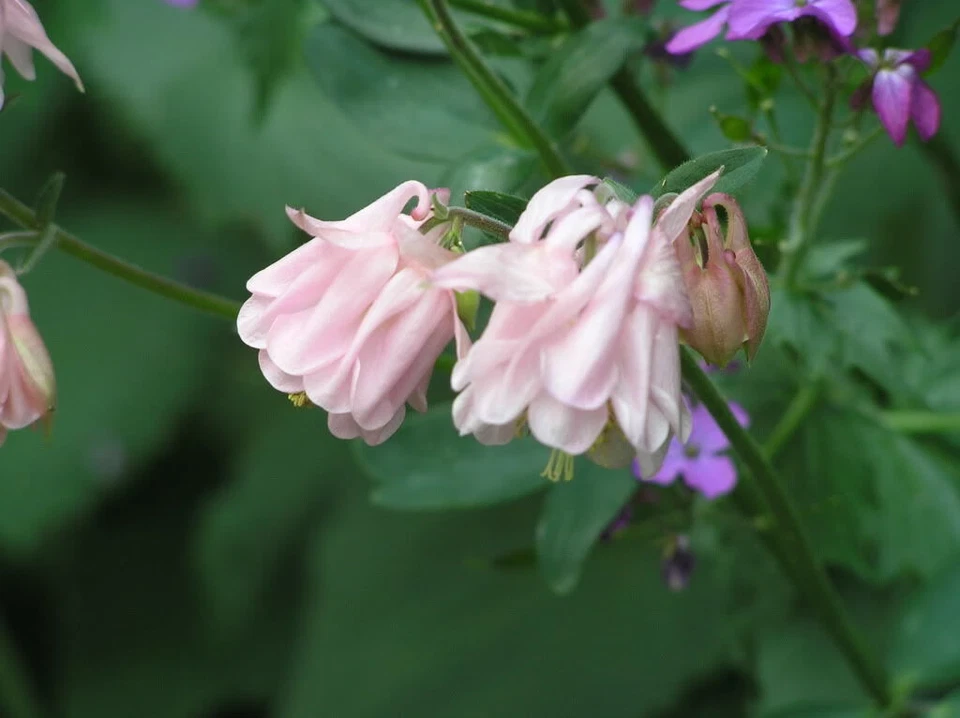 Aquilegia, Granny Bonnets, Columbine  Ballerina Pink Flower 50 plus  Seeds - Image 3 of 4