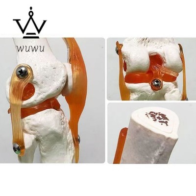 1:1 Flexible Knee Joint Model with Ligaments and Base Femur Anatomy Model 