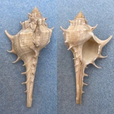 #1 Murex occa 71.4mm F+ China Sea