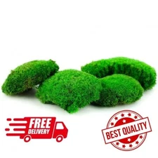 Stabilized Preserved Ball Moss Pole Moss Provence Moss Decorative Real Terrarium