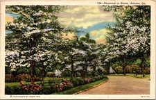 Vintage Linen Postcard Dogwood in Bloom Atlanta GA by Edgar Orr