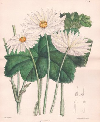 Anemone Fanninii South Africa Blume flower botany lithograph Curtis 6958