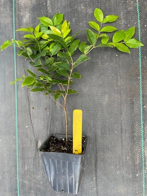 ~RED Hybrid Jaboticaba~ Plinia Pitrantha Dwarf Grape Fruit Tree 2 yrs old Plant - Image 2 of 4