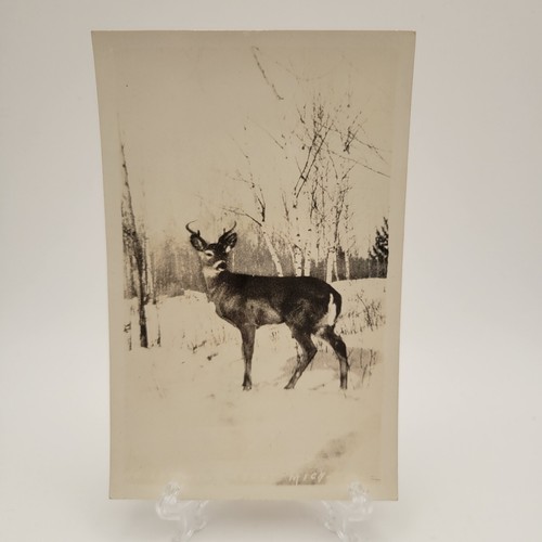 Vintage RPPC Hirsch in Michigan Schneejagd Foto Postkarte