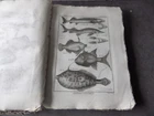 PANCKOUCKE ICHTHCHYOLOGY FISH ORIGINAL ENGRAVING FROM 1788 22 X 31 Cms