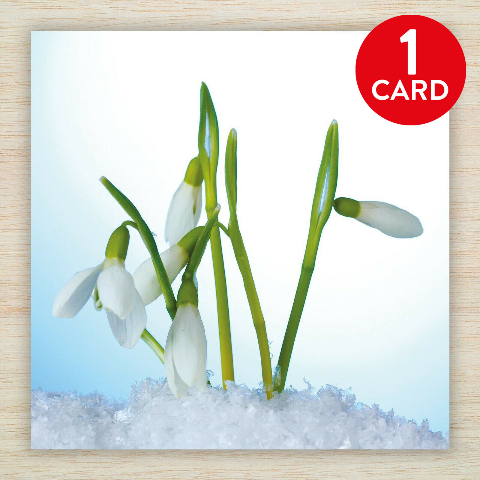 Snowdrops Christmas cards & Packs Winter Flowers in Snow Xmas January