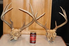 Whitetail Deer Mounts Taxidermy Skull Antler Hunt Rack Log Cabin Wall Decor Mule