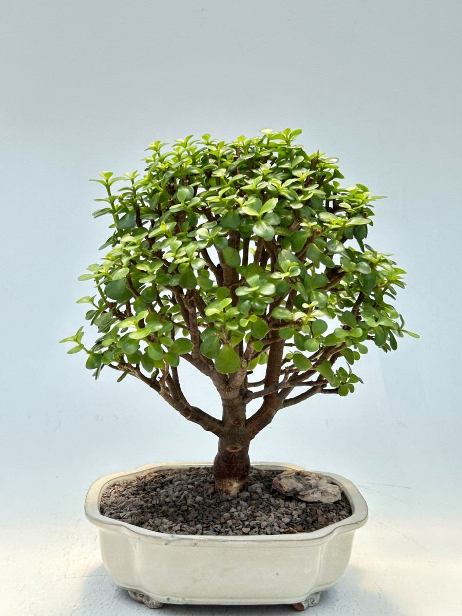 Jade Bonsai Tree Live Baby Portulacaria Afra Succulent Elephant Bush 14''  inch | eBay