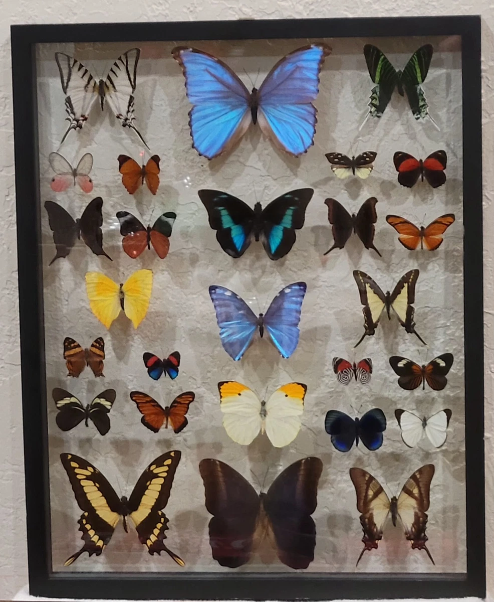 Vintage Butterfly Taxidermy for sale | eBay