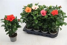 Hibiscus Multicolour 13cm Pot Flowering Patio Garden Plant Shrub