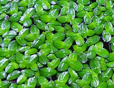 DUCKWEED 1/4 cup 100 BUY 2 GET 1 FREE -FLOATING AQUARIUM PLANTS-FREE SHIP M-F