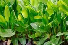 Large Leaf Sorrel Seeds, NON-GMO, Heirloom, Variety Sizes, FREE SHIPPING