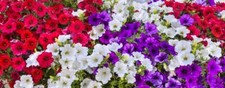 Ceramic Backsplash Tile Mural Real Life Kitchen/Bathroom - Sea of Begonias