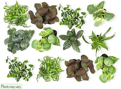 Easy to Grow Houseplants (12 Pack) Live House Plants in Plant Containers,  Grower | eBay