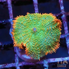 Flame Rimmed Mushroom - NOT WYSIWG Live Softies Coral Aquacultured
