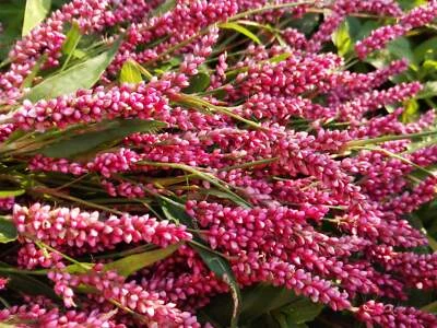 SEEDVILLE USA 100 PINKWEED Smartweed Pink Knotweed Polygonum Wetland Flower Herb Seeds