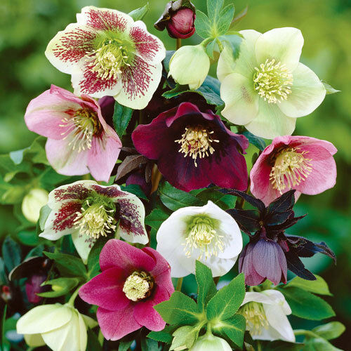 15+ HELLEBORUS NIGER FLOWER SEEDS / CHRISTMAS ROSE / RABBIT RESISTANT /  EASY - Picture 1 of 8