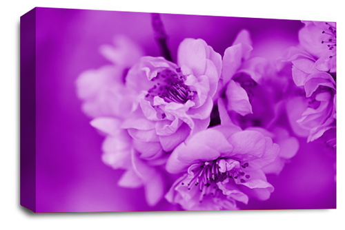 Floral Wall Art Pink Living Room Bedroom Framed Canvas Picture Ready to Hang - Picture 9 of 40